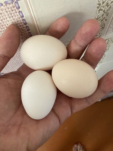Inəklər, öküzlər: Toyuq, Yumurtalıq, Ünvandan götürmə, Ödənişli çatdırılma