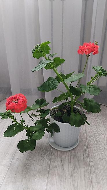 Молочаи: 1)Кактус Эхинопсис ( цветет часто, вместе с коричневым горшочком — 8