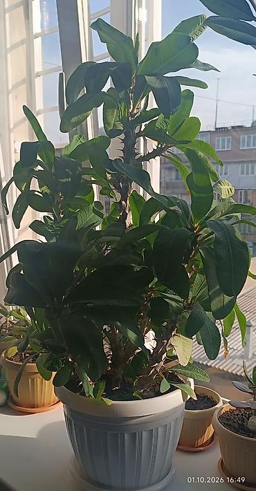 Молочайлар: Молочай Милла (Euphorbia milii), крупный куст в пластиковом горшке — 1