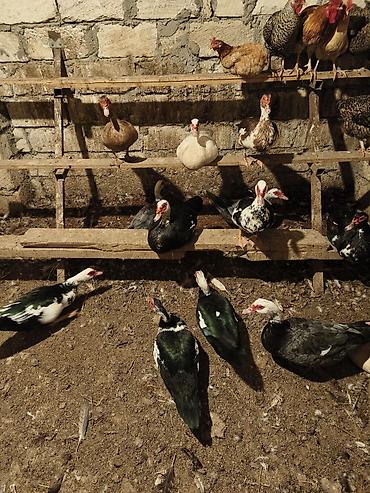 K/t heyvanları və malları: Dişi, | Macar, Ətlik, Ünvandan götürmə, Ödənişli çatdırılma — 10