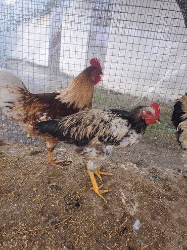 Toyuqlar: Son qiymey 16 m 1.6 temiz cekisi var Xüsusiyyətlər: - Bir neçə sağlam — 8