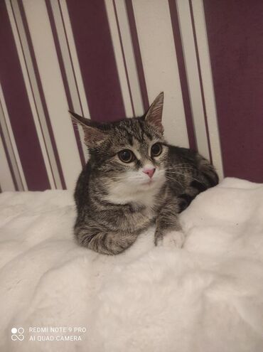 Pişiklər: Tabbi, Yaxşı əllərə — 11