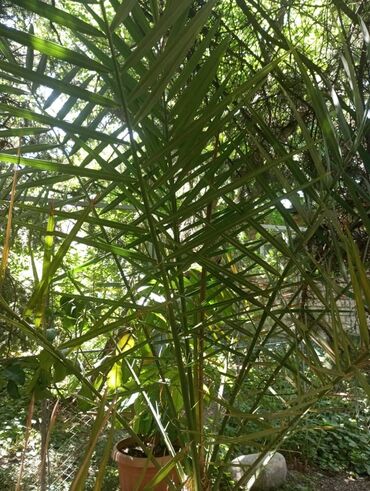 Пальмы: Финиковая пальма высота 1.50 см по вопросам пишите на вотсап по