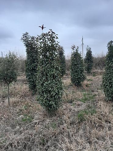 Tinglər: Salam isdenilen nov meyve tinglerini ve dekorativ aqaclari tam orjinal — 3