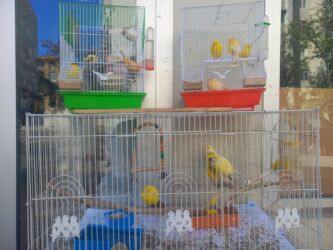 xamyak qefes: Sarı kanareyalar və qəfəslər dəsti • Növ: Kanareya (sarı və sarı-qara