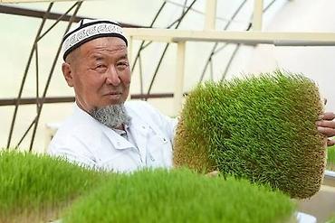 Микрозелень: Гидропоника, корм для скота (зелень пшеницы и ячменя) Цена договорная — 10