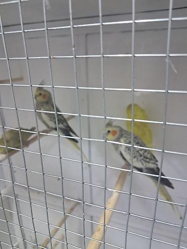 bulbul quşu satışı: Jumba balalar satılır və jumba və karella — 5