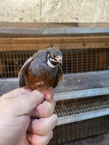 Другие с/х животные: Китайские расписные перепелки - Породы/окрасы: смешанные – тёмные — 21
