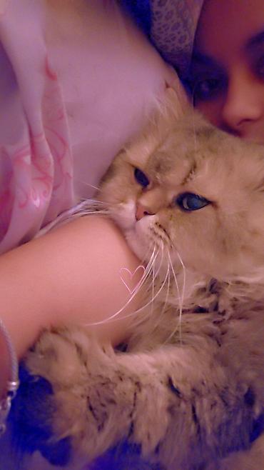 Продажа кошек: Сибирская, 2 года, Мальчик, Золотая шиншилла, Приучена к лотку, Проглистована, С прививками — 9