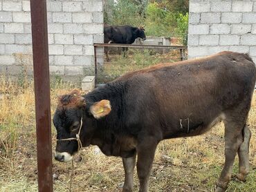 продажа домашних животных: Бир жаш эки айлык ургачы торпоктор сатылат жааны жайлодон Келди баасы
