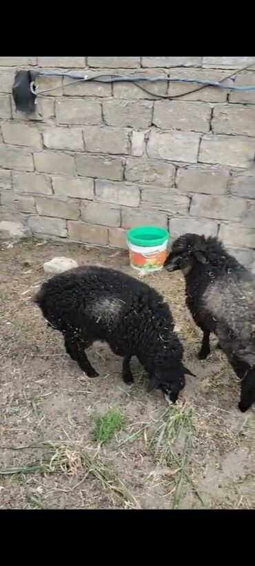 Quzu: Quzu, Dişi, ay: 3, 20 kq, Damazlıq, Ünvandan götürmə