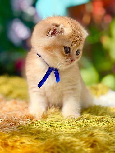 Pişiklər: Britan — 5