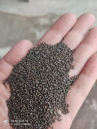 Клевер: Беде Урук сатылат,тап таза,кара беде 7 жыл,Магнитка,пектус,Урук — 3