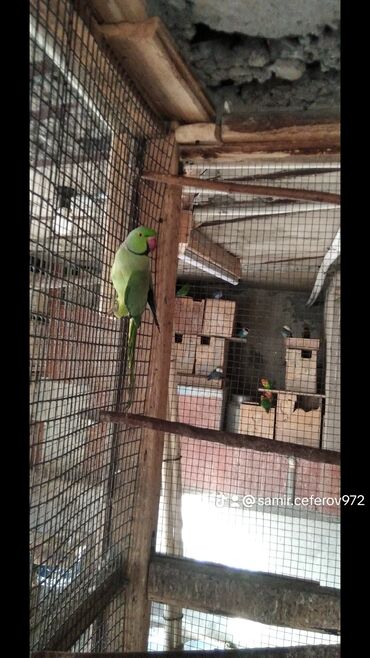 клетка для попугая купить: Ojireli erkək saxlandı qiymət son самец ожирелового попугая