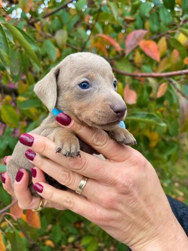 Psi: Odgajivacnica pasa “Happy Puppies” ima prelepe stence mini jazavicara — 4