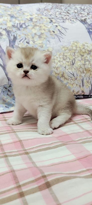 британский короткошерстный кот: "плюшевые" котята от красивых родителей. Готовы к бронированию. Будут — 5