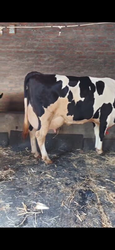 Inəklər, öküzlər: Holşteyn cinsli inək buzovla birlikdə - Qara-ağ rəngli, iri bədən — 3