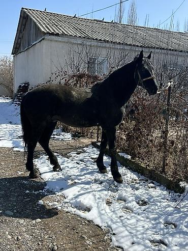 Лошади, кони: Продаю | Конь (самец) | Английская | Конный спорт — 4