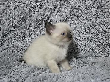 ориентальные котята купить: Котята!!!!!Сиамские Котята, кушают все, к лотку приучены Описание: - — 5