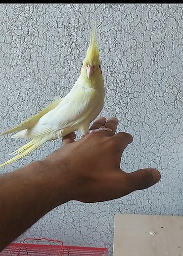 Digər quşlar: Elə orgesmis korella başlar satılır danışdırma vaxdlaridi sağlam — 3