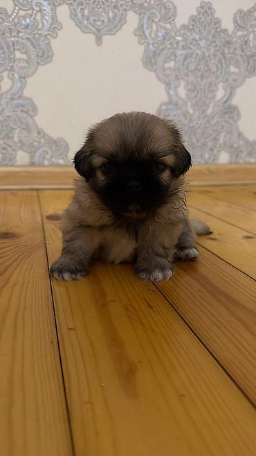 quru it yemi: Pekines, 1 ay, Erkək, Sənədli, Ödənişli çatdırılma — 1