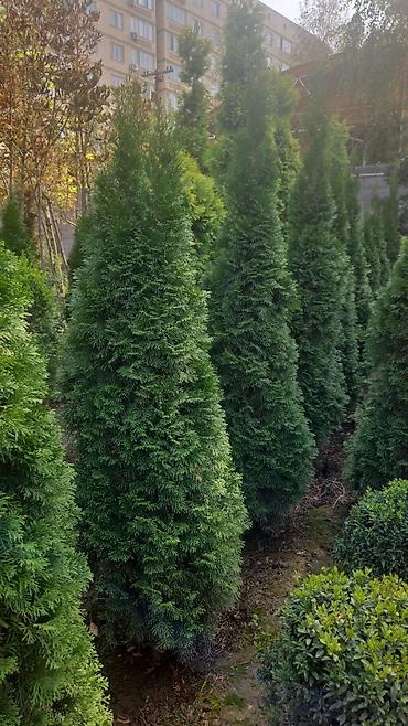 Декоративные деревья: Саженцы деревьев: Берёзы — 3