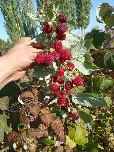 Фрукты и ягоды: Семена и саженцы Малина, Платная доставка, Самовывоз, Бесплатная доставка