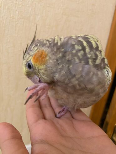 Tutuquşları: Korella,öz papuqaymızdı,bala vaxtdan saxlayırıq 6 aylıqdı, ələ — 7