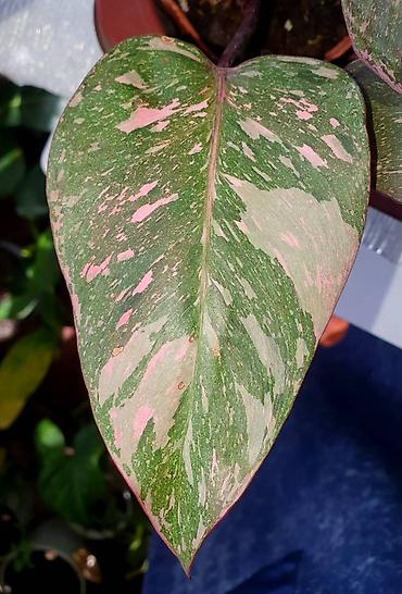 Другие комнатные растения: Продам комнатные цветы, в хорошем грунте, не тепличные, ухоженные — 14