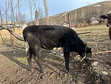 Коровы, быки: Продаю | Тёлка | Симментальская | На забой, Для разведения, Для молока | Не стельные, Племенные, Искусственник — 14