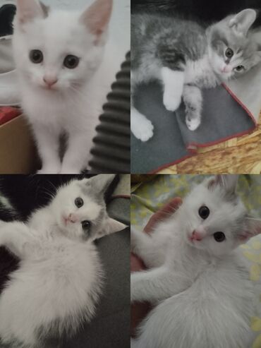 котята сибирской кошки: Мышык бекер берилет: Породасыз, 2 айлык, Ургаачы, Лотокко барууга үйрөтүлгөн