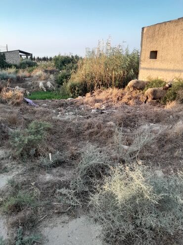Inəklər, öküzlər: Bu şəkillərdə fermerlər və ya kənd təsərrüfatı ilə məşğul olan şəxslər