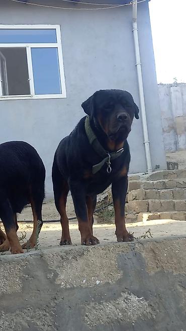 İtlər: Rotveyler, 2 ay, Erkək, Peyvəndli, Ünvandan götürmə -da lalafo.az — 30 İtlər: Rotveyler, 2 ay, Erkək, Peyvəndli, Ünvandan götürmə — 30