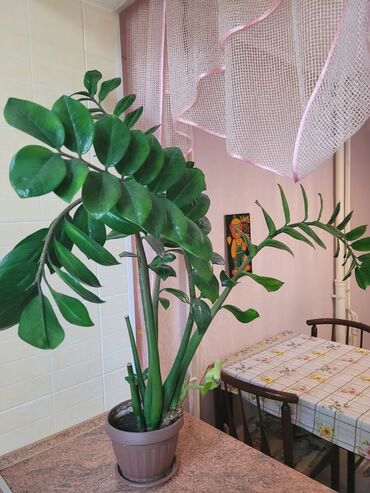 дерево цветок: Продаю "Замиокулькас", в отличном состоянии. Недавно отцвел