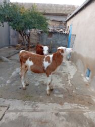 котят в добрые руки: Tünd rəng olan dişidir digəri isə erkəkdir simentaldırlar