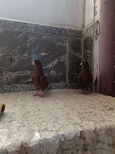 ucuz quslar: Salam. 1 cüt İran quşları super uçub oynayan cinsdi . ünvan — 7