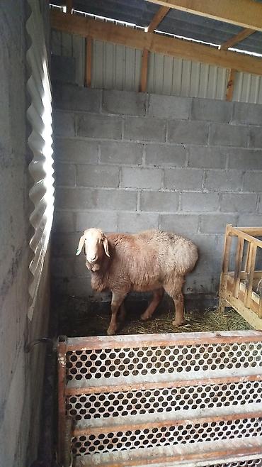 Баран, овца: Продаю | Овца (самка) | Для разведения | Матка — 8