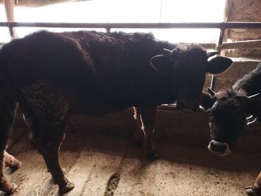 Коровы, быки: Продаю | Бык (самец), Тёлка | Алатауская, Швицкая | На откорм, Для разведения | Искусственник