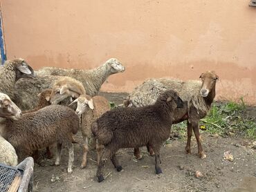 Qoyunlar, qoçlar: Salam Heyvanlar hamısı sağlam ağır boğazdılar ana baladılar satılırlar — 8