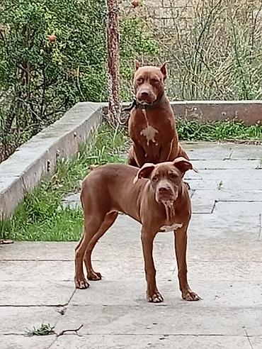 dana erkek: Pitbul, 4 ay, Dişi, Cütləşmə üçün, Ünvandan götürmə — 1