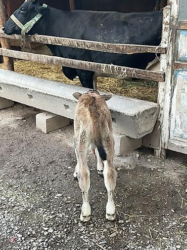 Продам с/х животных: Продаю | Музоо, торпок | Голштин, Швицкая | Для молока — 8