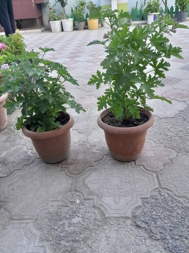 Otaq bitkiləri: Otaq bitkiləri — 6