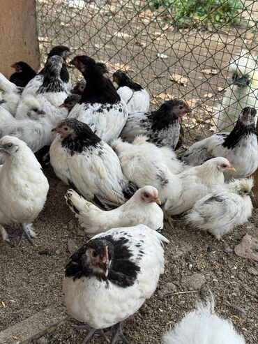 продажа домашних кур: Продаю | Куры, Петух, Цыплята