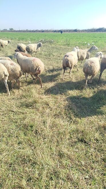 Qoyunlar, qoçlar: Qoyun sürüsü – ət və süd istiqamətli yerli cinslər - Şəkillərdə geniş -da lalafo.az — 25 Qoyunlar, qoçlar: Qoyun sürüsü – ət və süd istiqamətli yerli cinslər - Şəkillərdə geniş — 25