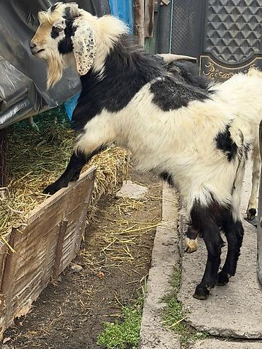 Козы, козлы: Продаю | Козёл (самец) | Полукровка | Для разведения | Осеменитель — 8