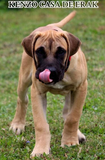 Psi: Štenci Presa Canario, ostenjeni 24.5.2023 godine. Kuba Kira je rođena — 10