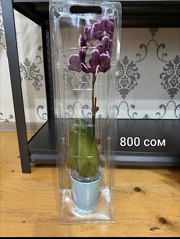 bed: Комнатные растения в горшках: 1) Геликония (Heliconia) — яркое — 2