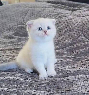 Кошки: Шотландская вислоухая — 2