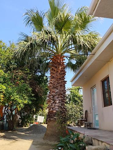 pavlovniya ağacı: Hündür dekorativ palma ağacı. Bağ, həyət, villa, istirahət zonası — 4