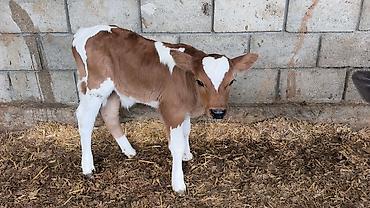 Коровы, быки: Продаю | Бык (самец) | Симментальская | Для разведения — 11